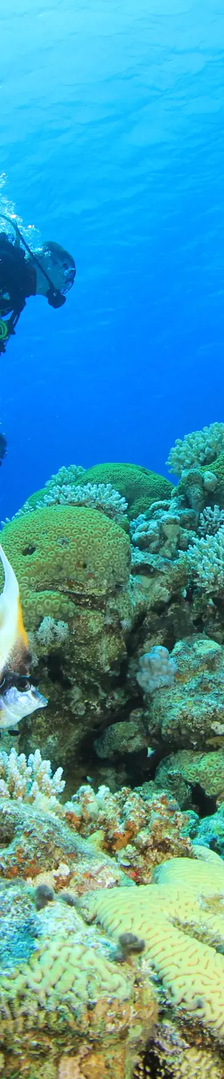 Im glasklaren Wasser von Koh Tao abtauchen